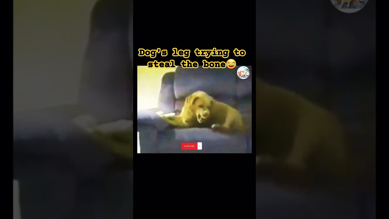 try not to laugh,funny Dog fighting to his leg😂 
