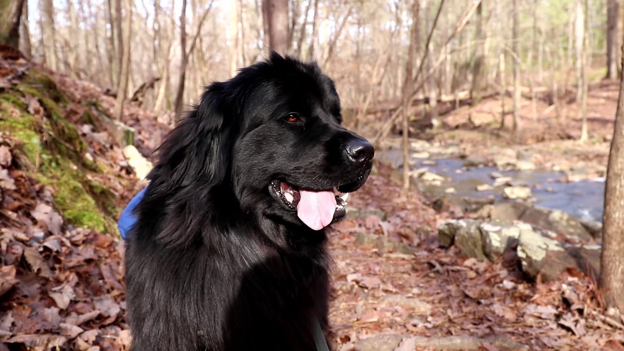 HIKING to Waterfall and Lake with NEWFOUNDLAND dog!