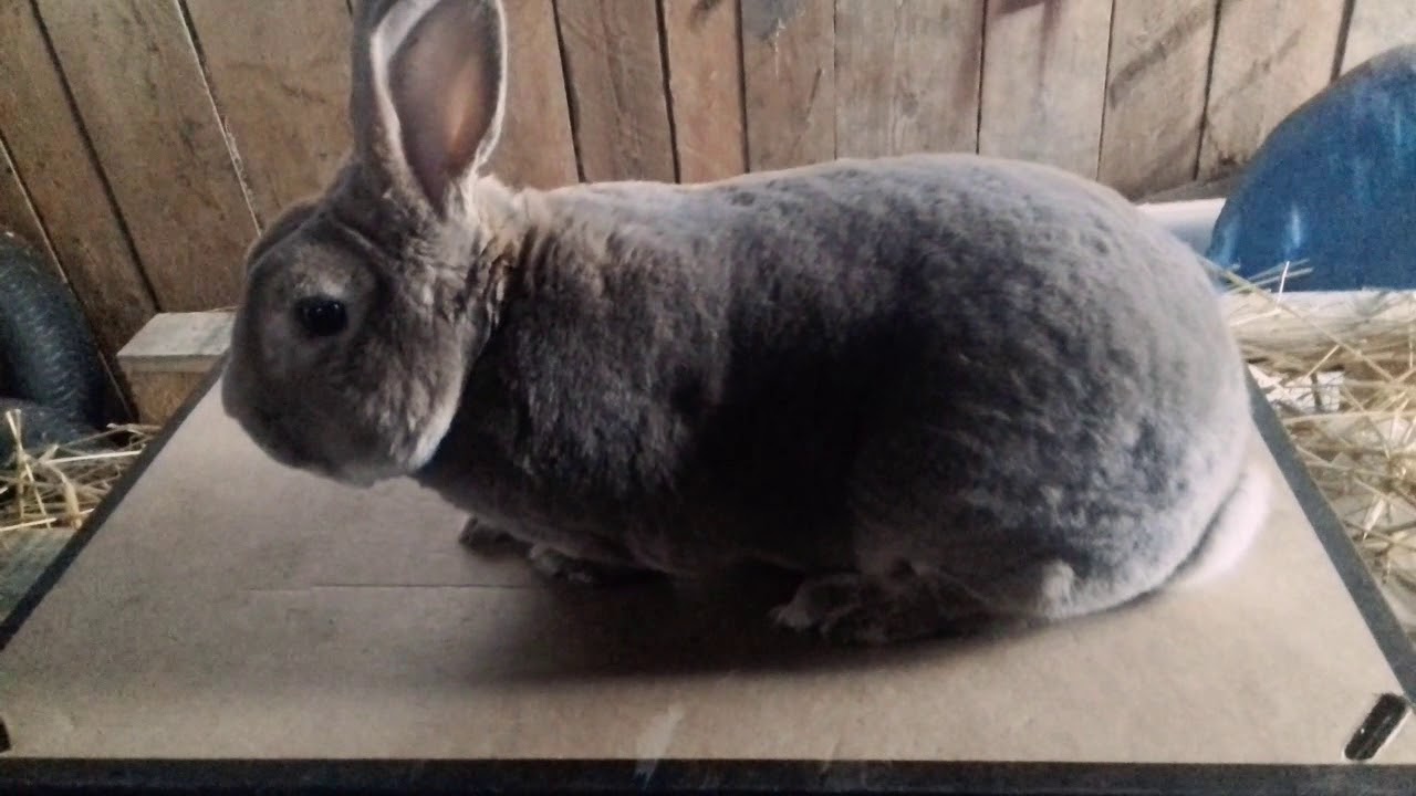 Jak sprawdzić czy kr&oacute;lica jest kotna. Czytaj opis.