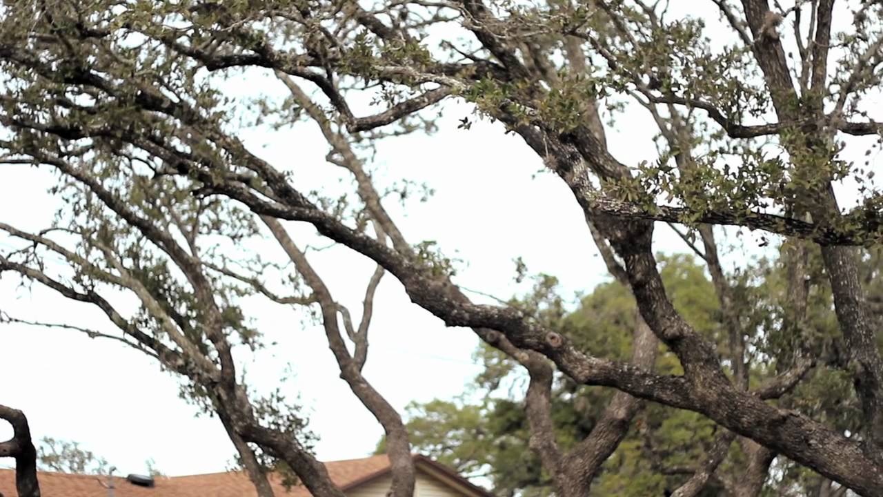 Community Spot: Hollywood Park