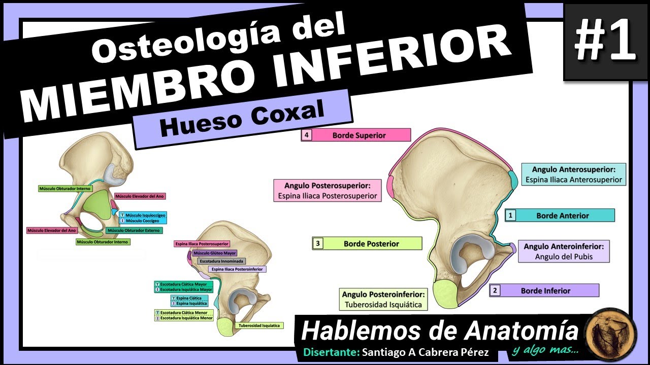🔴 #3👉OSTEOLOGIA DEL MIEMBRO INFERIOR 🟩 HUESO COXAL🟪