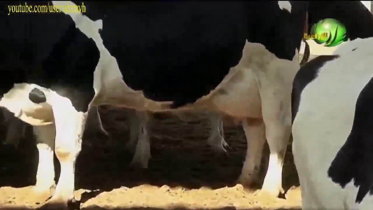 مشروع مزرعة الالبان الابقار الهولشتاين واهم المعاملات من الالف الى الياء