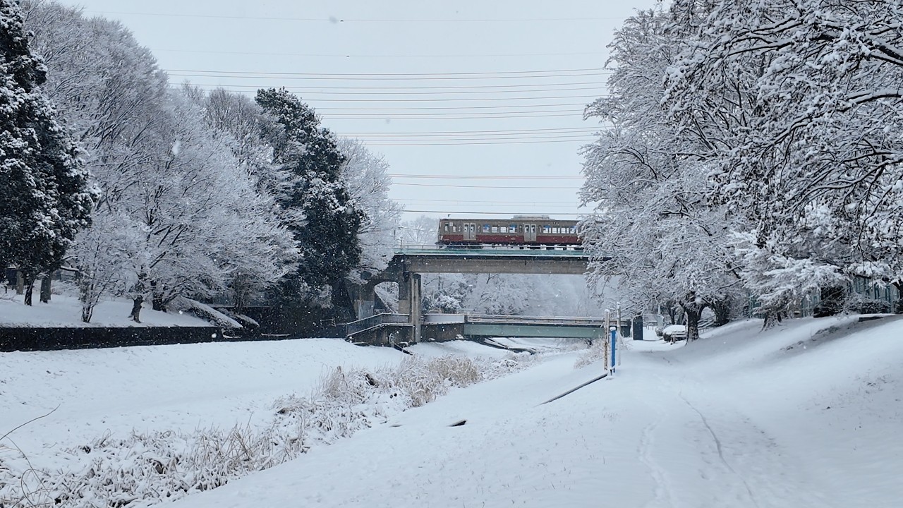東京・三鷹、大雪の野川公園 - Heavy Snow in a Tokyo Park: Nogawa Park【4K Japan Walk】