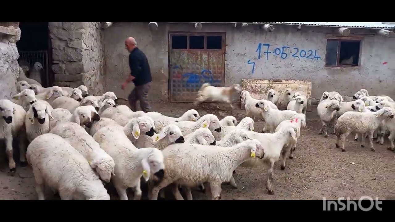 Kangal koyun kuzuları sıkı pazarlık yeniden sivas sarkisla hayvan pazari yeni