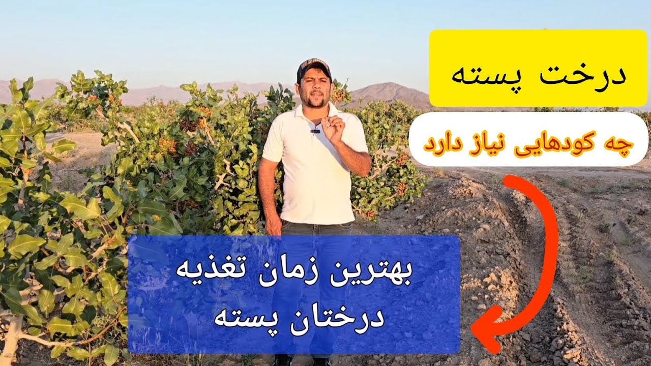 بهترین زمان تغذیه درختان پسته _زمان کاشت؟زمان پیوند؟یا موقع محصول دادن؟