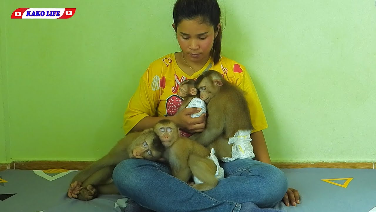 Taking Nap Together Of Lovely Little Kako Family
