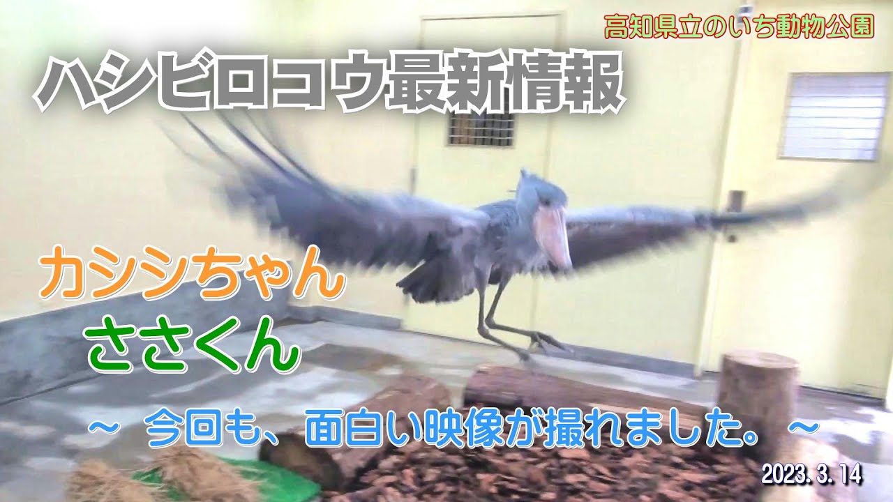 今回も、面白い映像が撮れました。【のいち動物公園、ハシビロコウ最新情報】