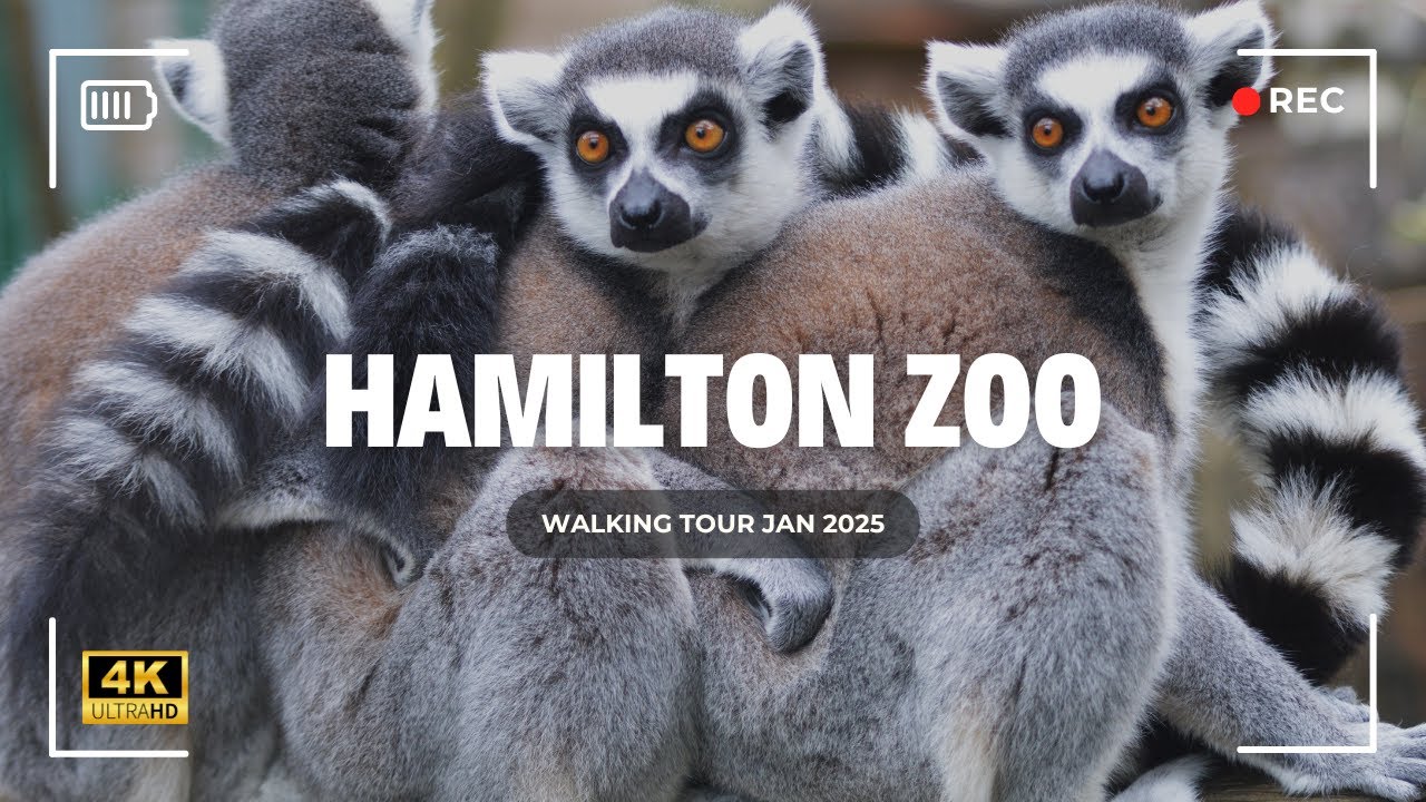 Discover Hamilton Zoo: Walkthrough Adventure for Animal Lovers!