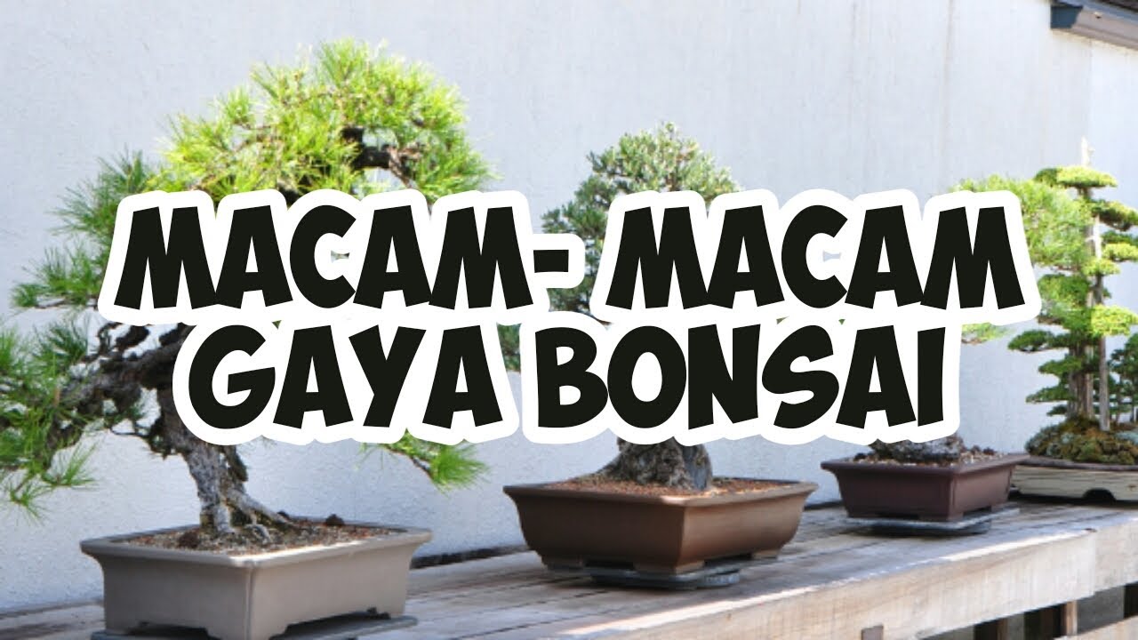 30+ Macam-macam Gaya Bonsai