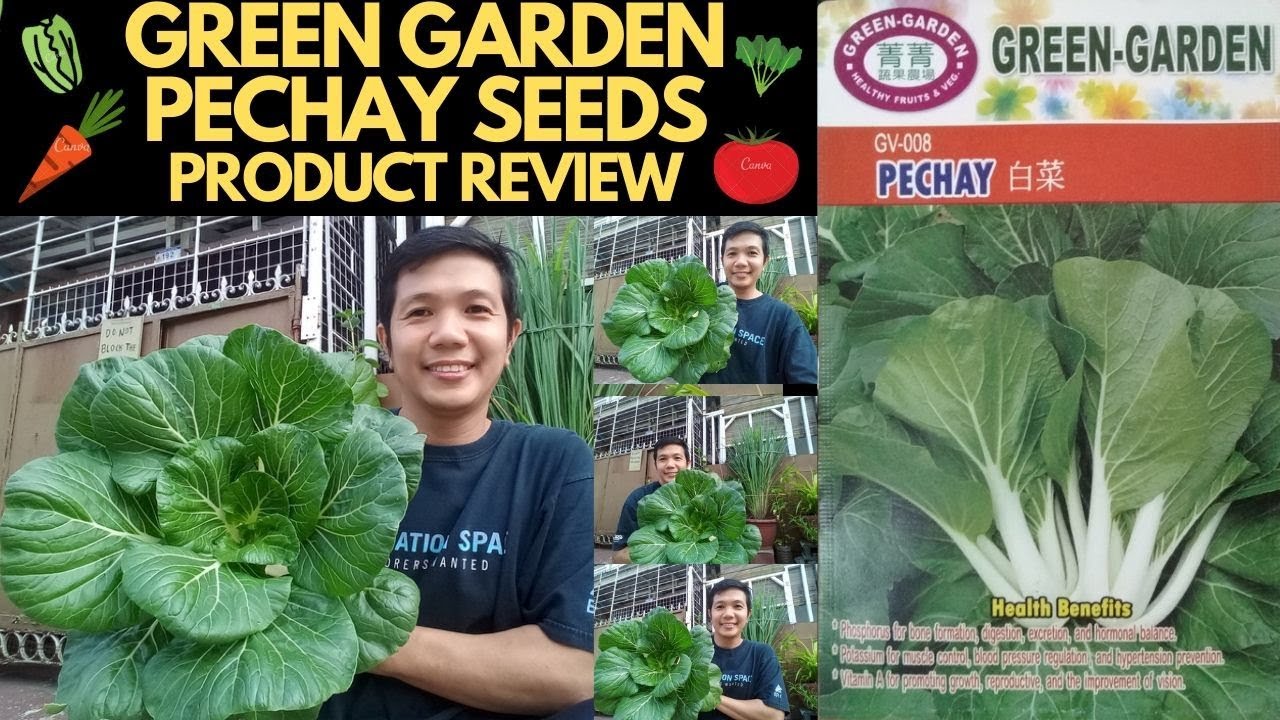 PAANO MAGTANIM NG PECHAY | GREEN GARDEN PECHAY SEEDS PRODUCT REVIEW