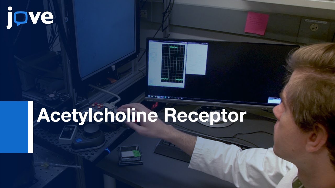Photolysis of Nicotine to Probe Acetylcholine Receptor Function  | Protocol Preview