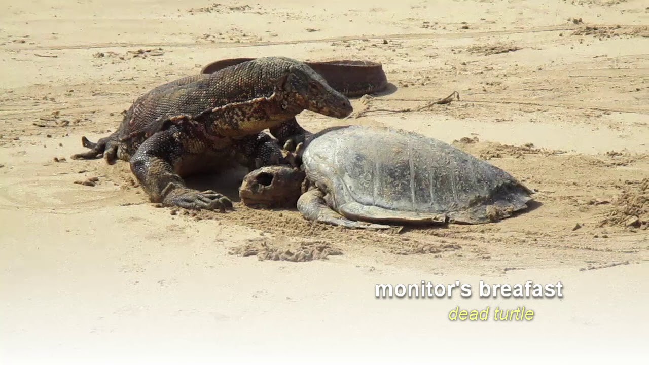 Monitor's Breakfast | Dead turtle on the beaches