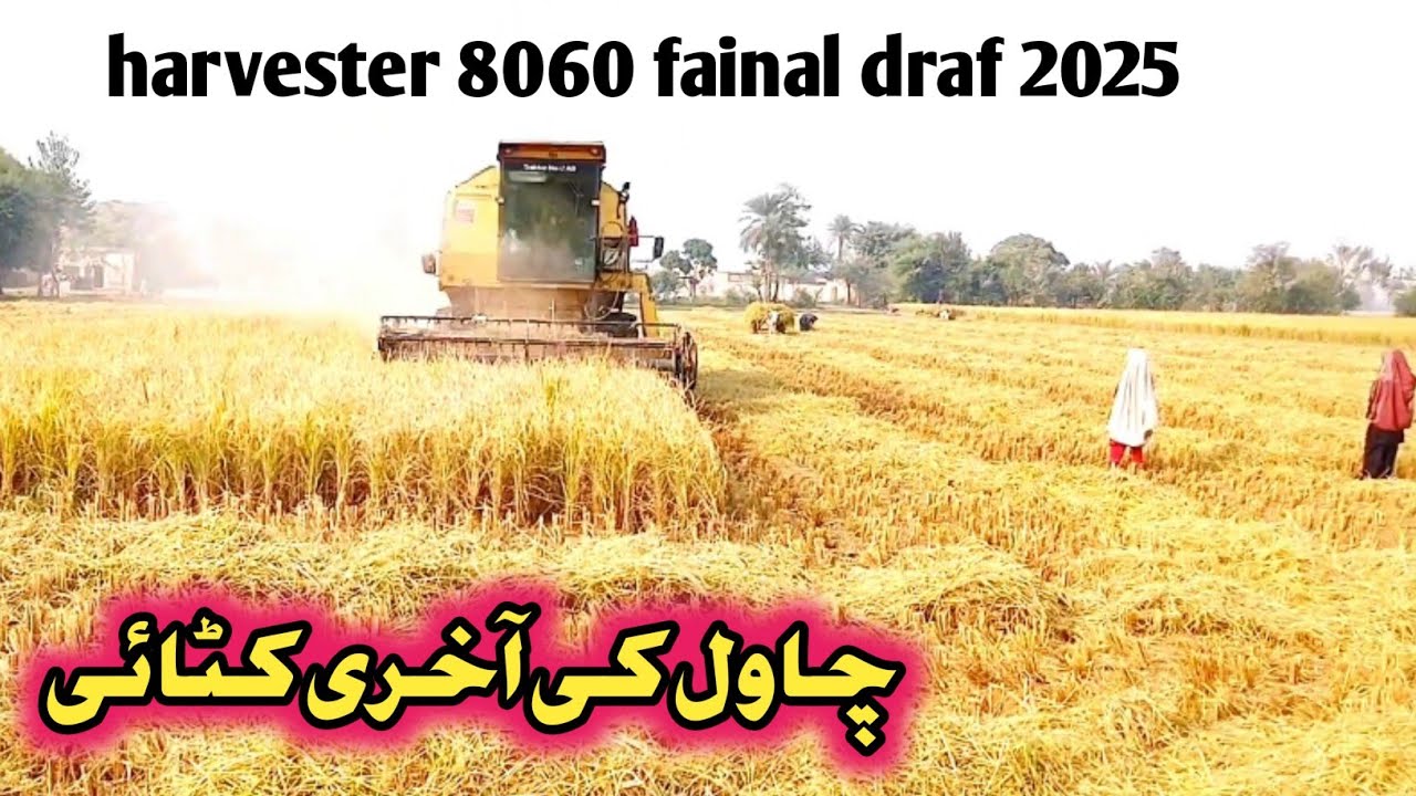 Karor lal e son main chawal ki akhri katai. #vellmunda 