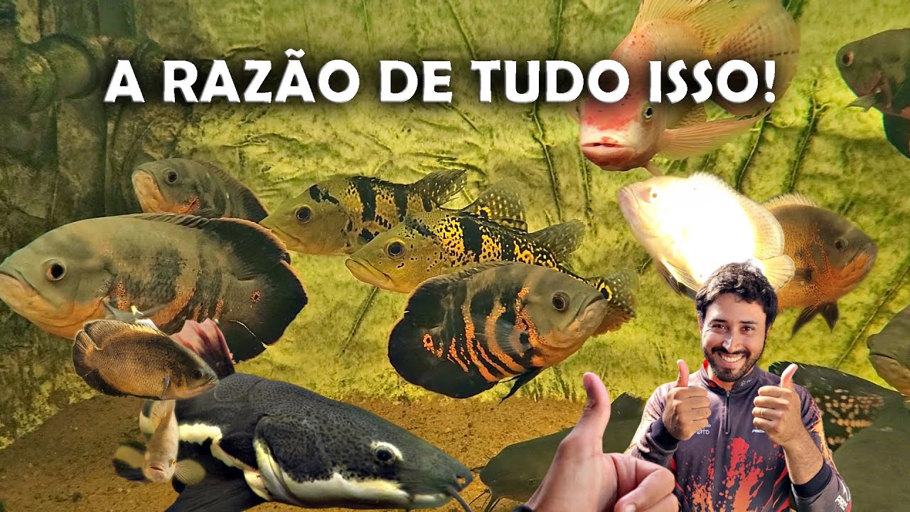 A RAZÃO DE TUDO ISSO NÃO APENAS POR VÍDEO!