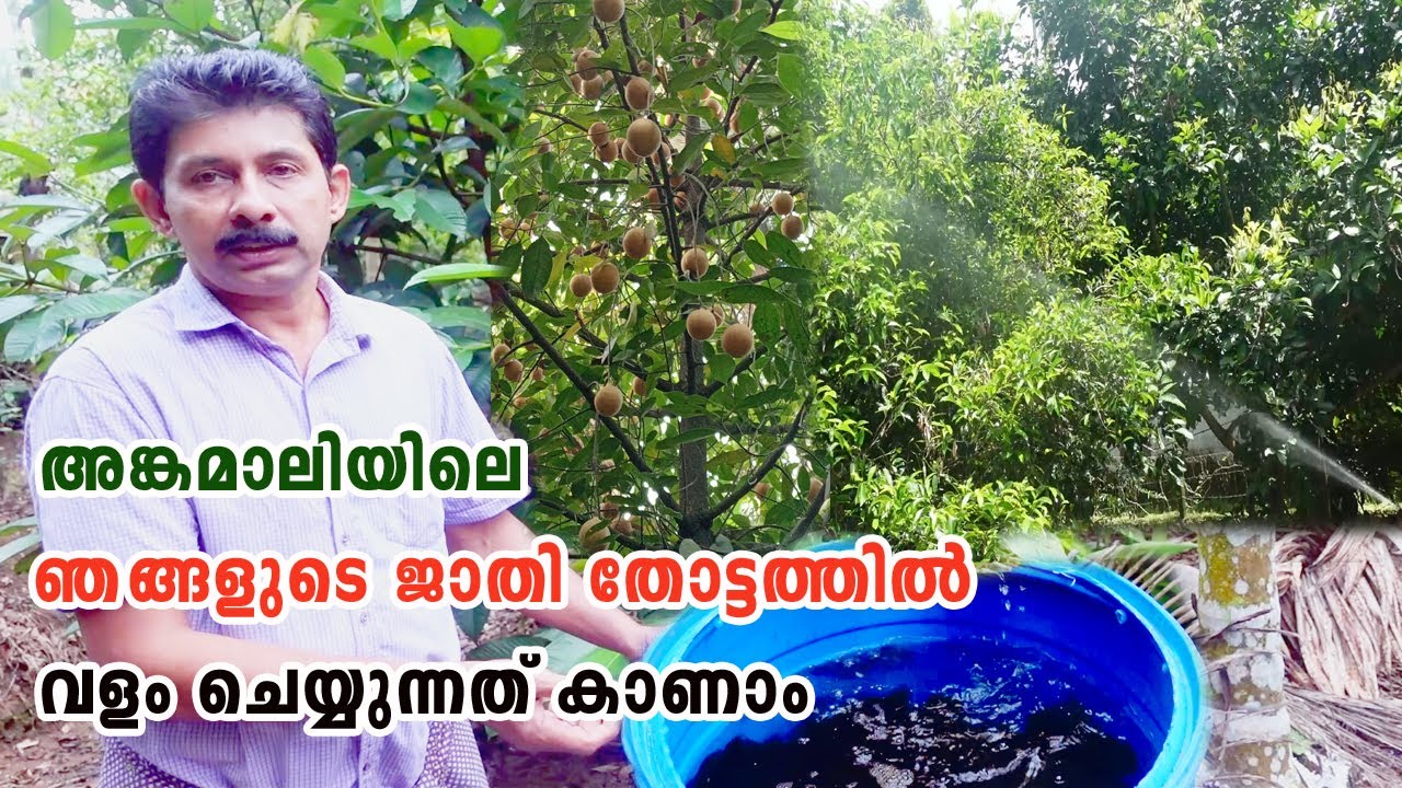 ജാതി കൃഷിയിൽ കൂടുതൽ വിളവ് ലഭിക്കാൻ വളപ്രയോഗം Nutmeg Farm Angamaly | Organic Fertilizer For Jathi