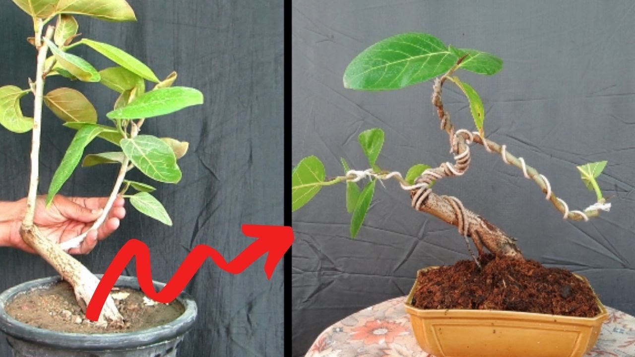 Banyan Bonsai/Cheapest & Easiest for Beginners