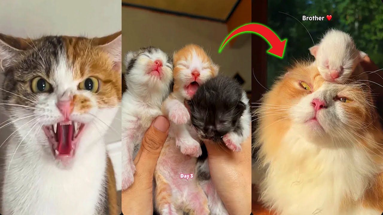 🐈 Bruschimichis | Los Videos de Gatos Más Vistos y Más Graciosos 2025