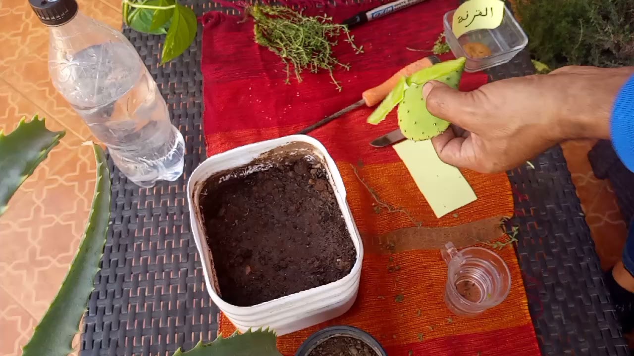 شرح طريقة زراعة الزعتر البري في المنزل.comment faire pousser du thym sauvage à la maison.