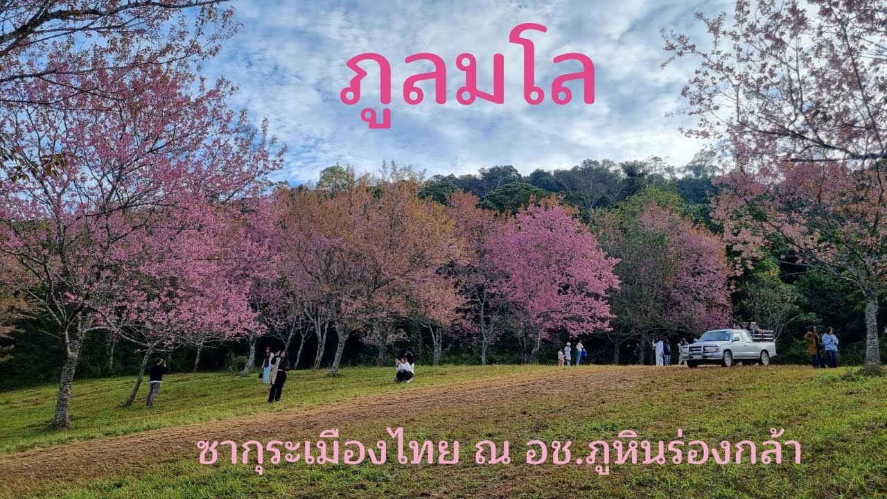ภูล​มโล​ ซากุระเมืองไทย