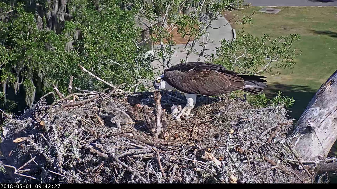 Sibling Aggression During Feeding In Savannah Osprey Nest – May 1, 2018