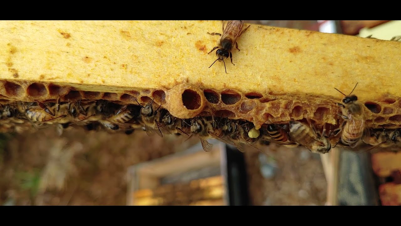 Backfilling the Brood Nest? (Newfoundland Beekeeping)