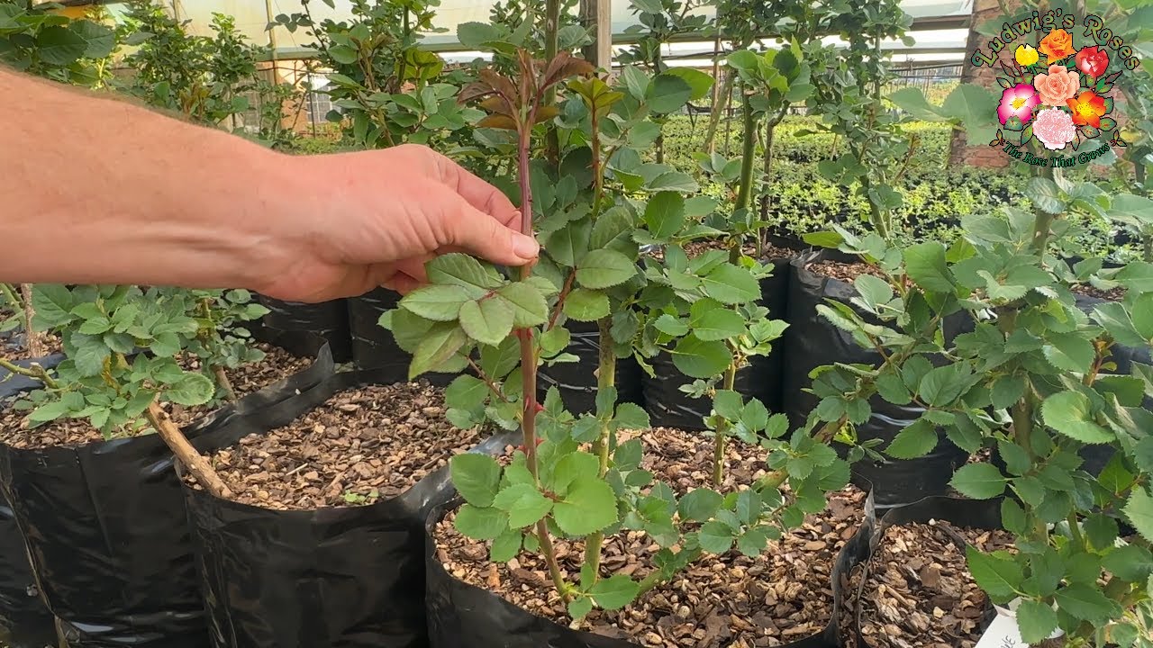 Rose basal shoots