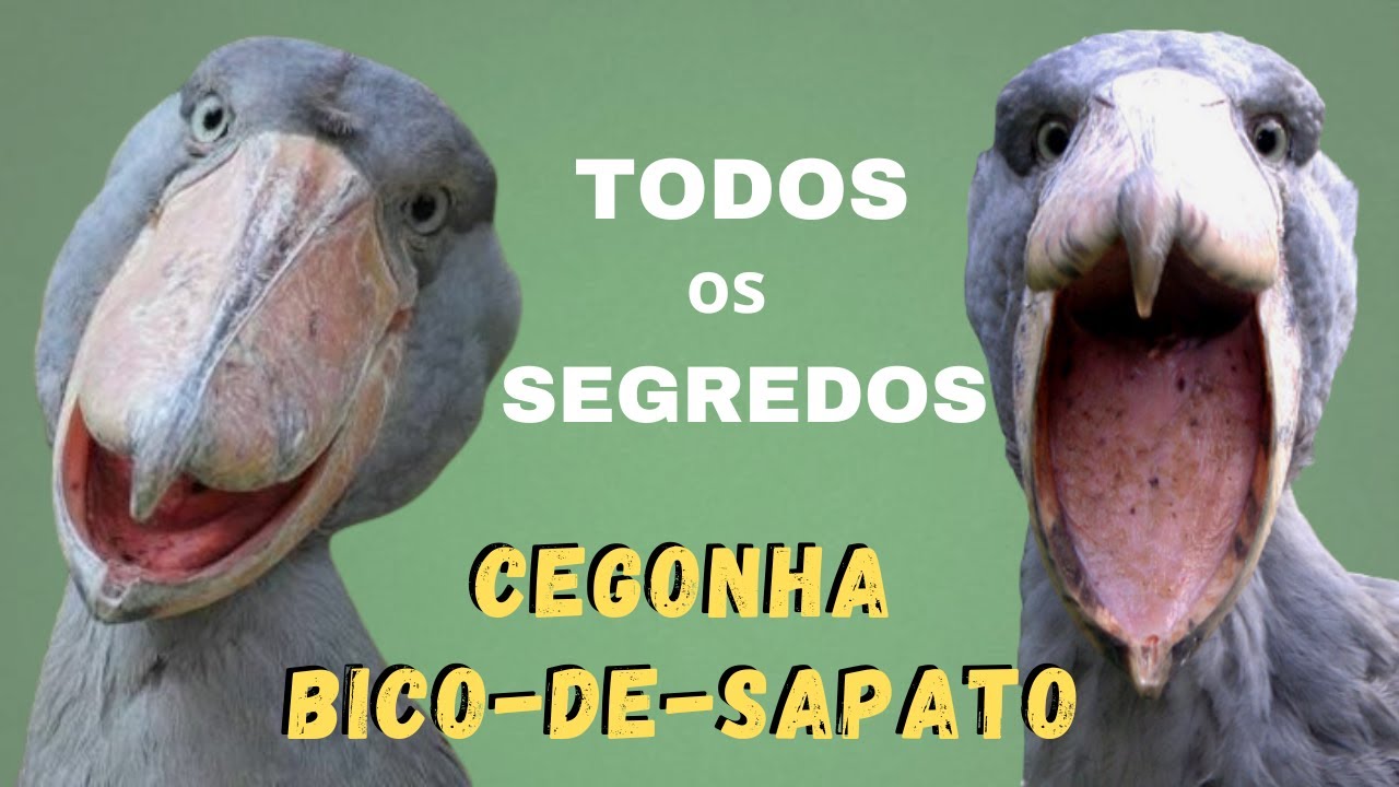 UMA DAS AVES MAIS BIZARRAS E ESTRANHAS DO MUNDO! TODAS CURIOSIDADES SOBRE A CEGONHA-BICO-DE-SAPATO!