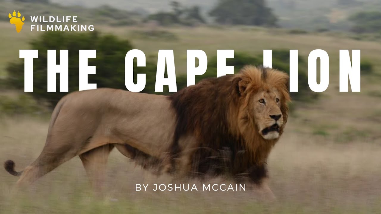 The Cape Lion - Joshua McCain | Wildlife Filmmaking