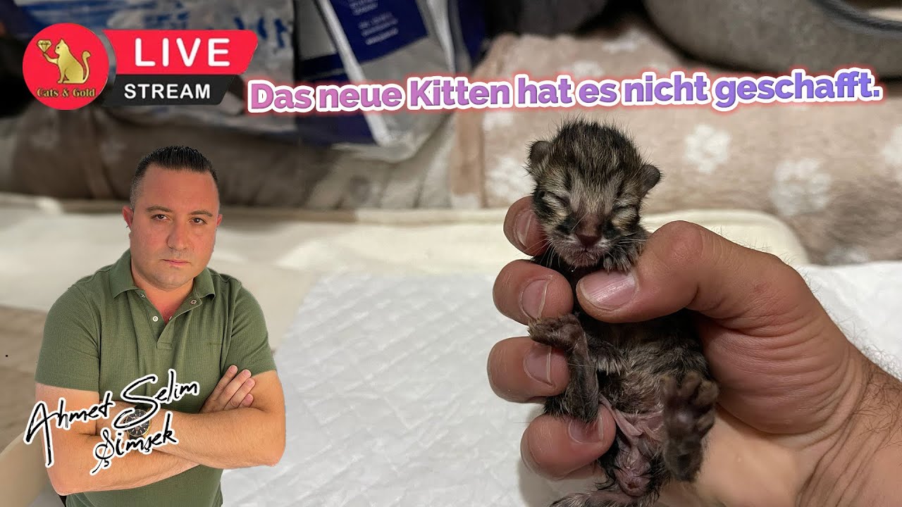 Das neue Kitten hat es nicht geschafft.