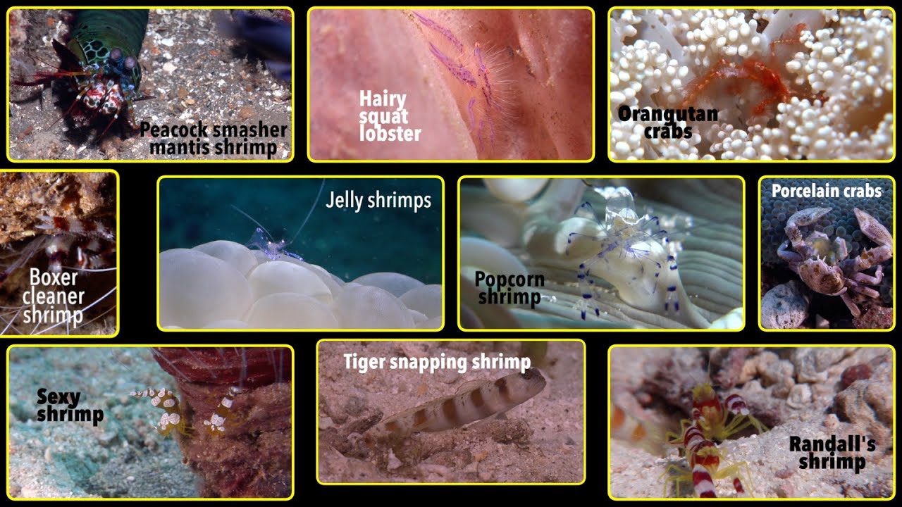 Crustacean Sensation: Discover the Solomon Islands' Top 10 Coolest Crustaceans!
