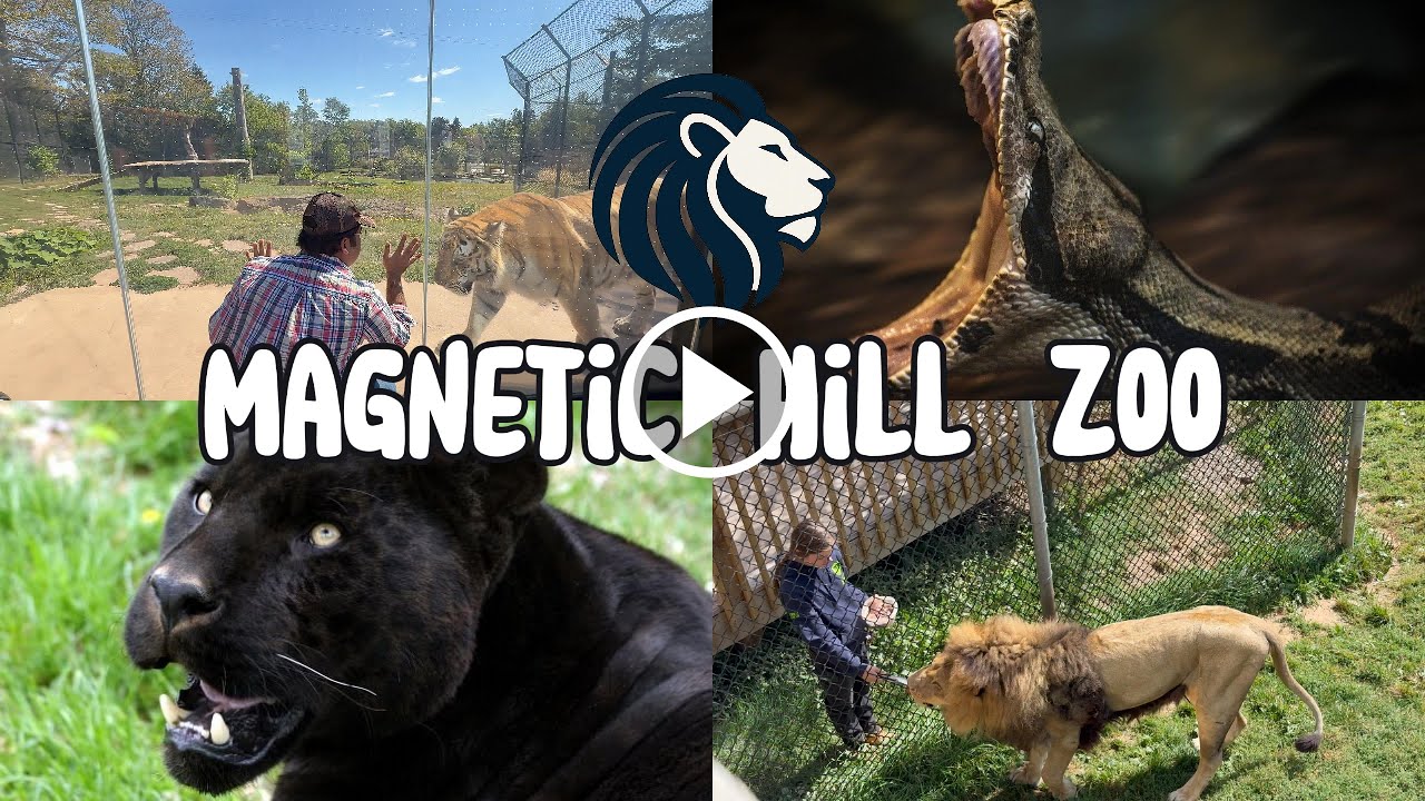 Magnetic Hill Zoo Moncton New Brunswick Canada, Everything You Need to Know, Complete Walking Tour