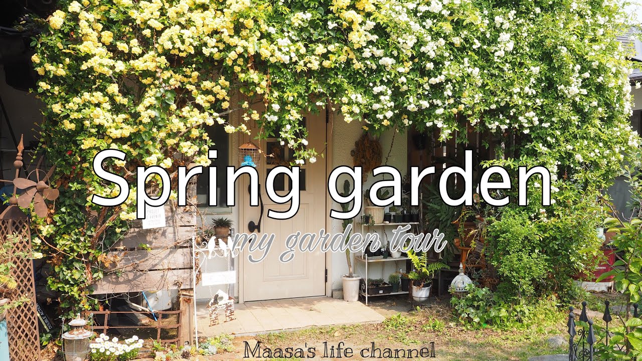 【my garden tour】春の庭  モッコウバラが満開のガーデンツアー    ナチュラルガーデン