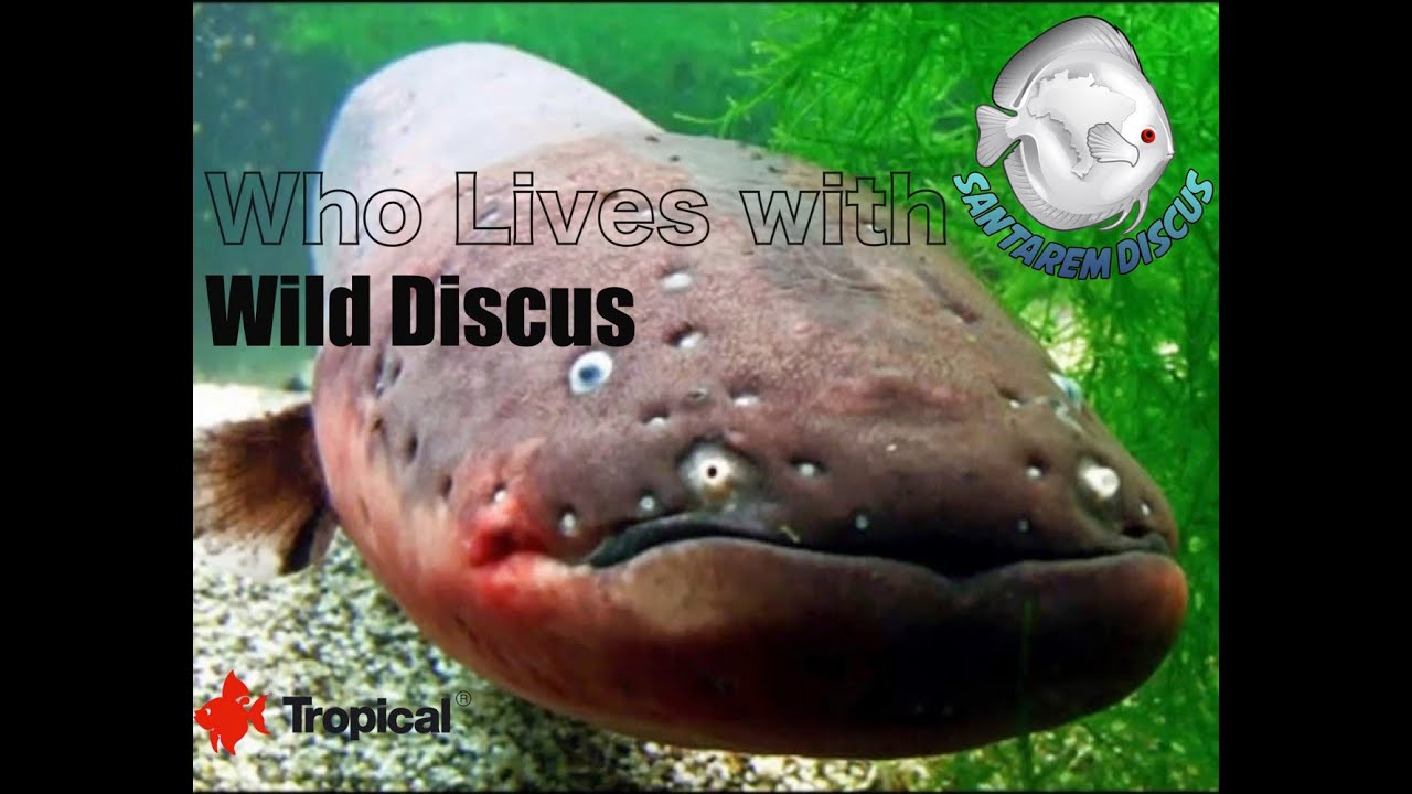 Who lives with Wild Discus ? Poraquê in Portuguese or Electric Ell (Electrophorus electricus)