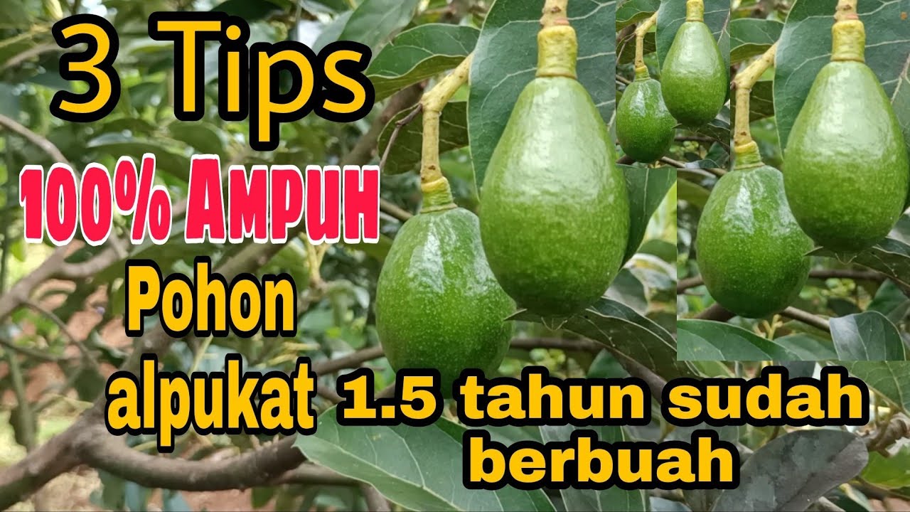 CARA MUDAH POHON ALPUKAT CEPAT BERBUAH