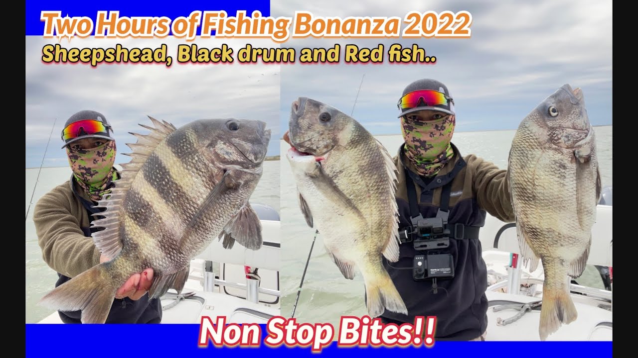 The Best Way to Catch Monster Sheepshead - (Freeport Texas Nov. 18, 2022)