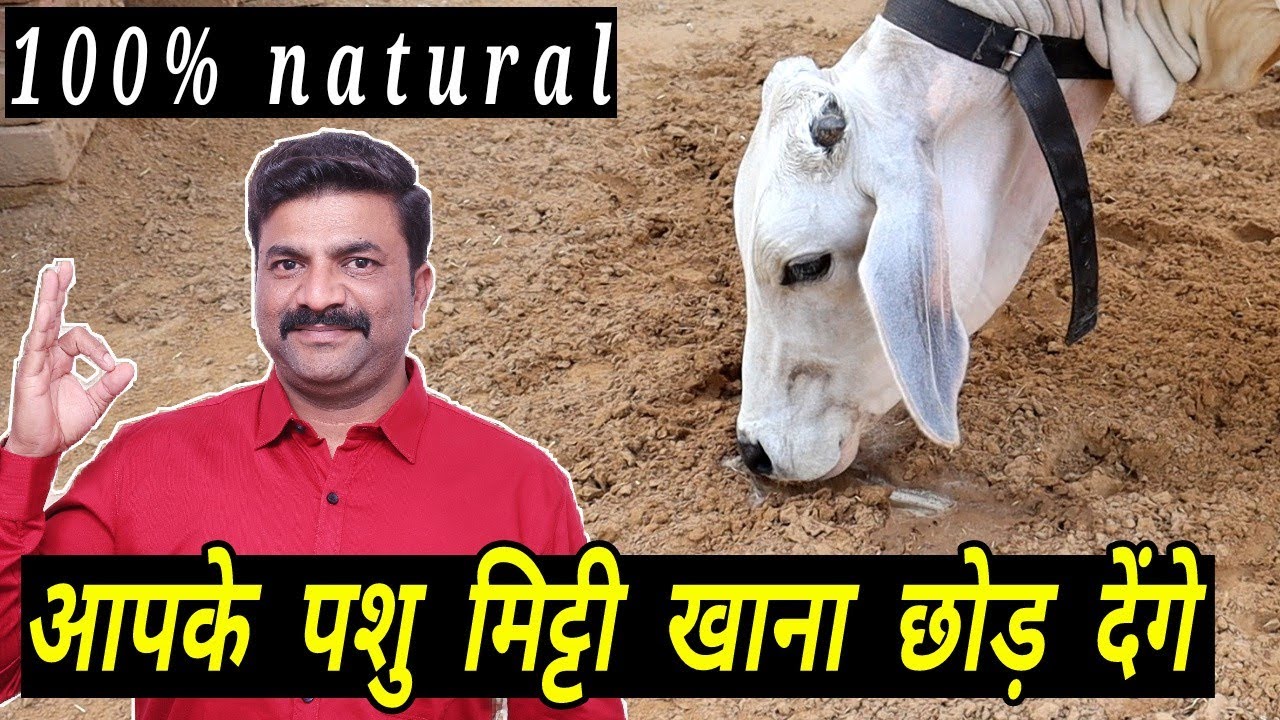 पशुओ को मिट्टी खाना व दीवार चाटने जैसी बीमारी से बचाने का 100% natural ईलाज | #vickypansari
