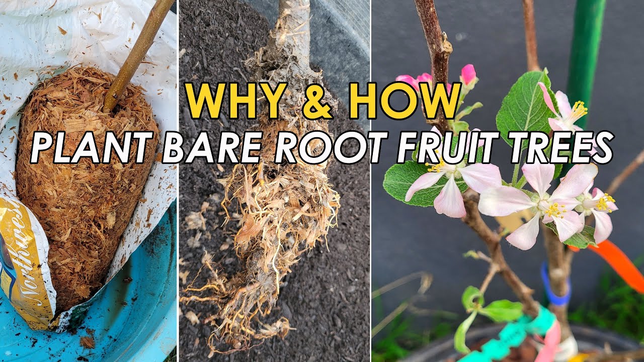 BAREROOT Fruit Trees? 3 Reasons Why You Should Choose, Buy, and Plant Bareroot Fruit Trees (裸根果树苗)