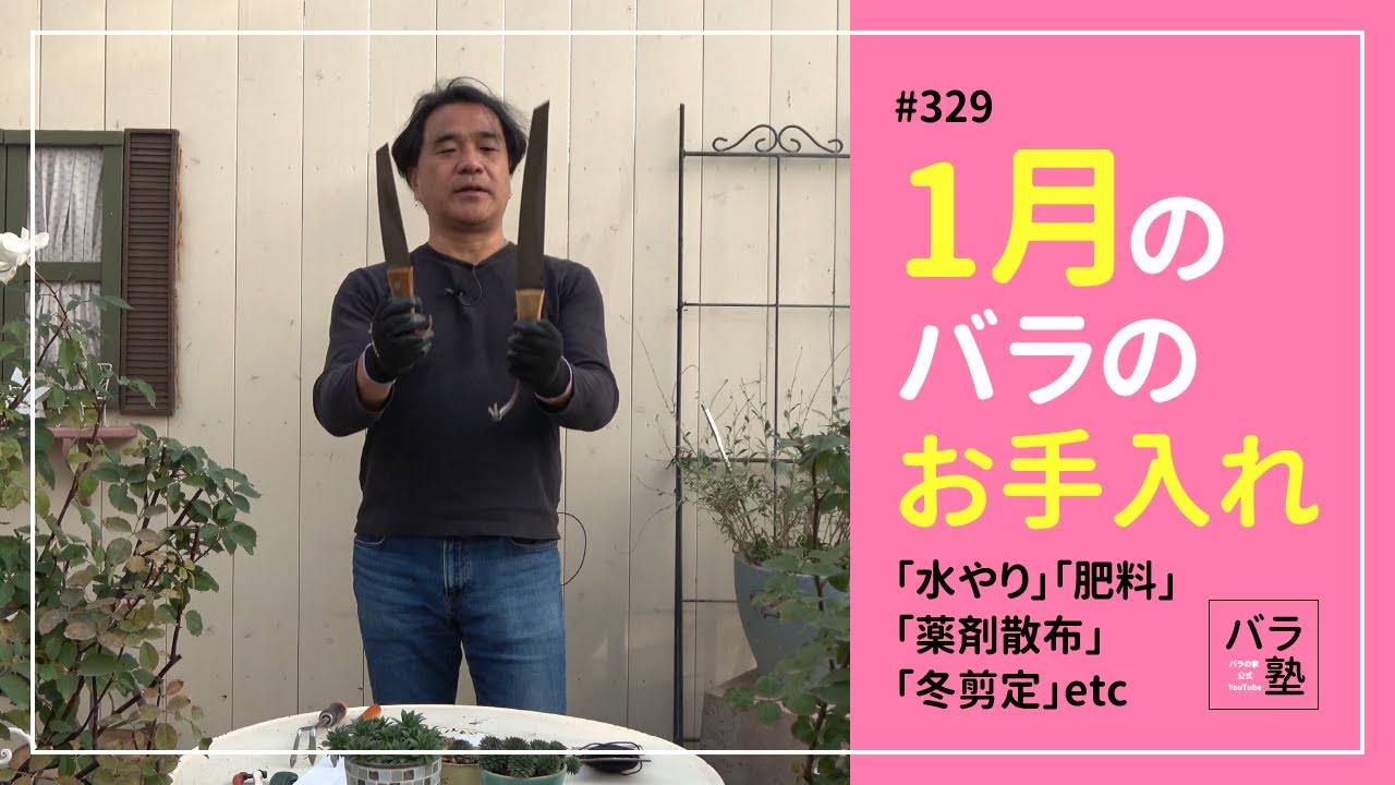 #329 1月のバラのお手入れ【バラの育て方：1月】