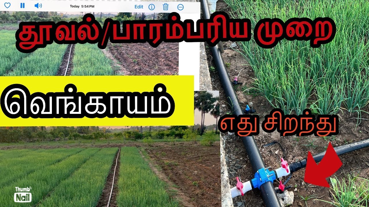 🧅 வெங்காய செய்கையில் அதிக இலாபம் |Best Method For Onion Garden#Drip irrigation tips