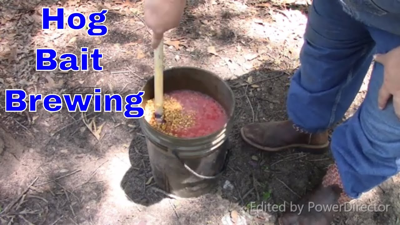 Making Bait for Wild Hogs