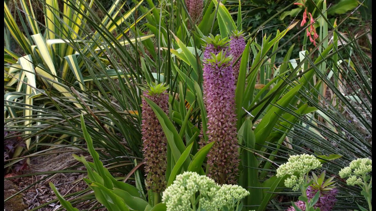 Jardin privé en Bretagne : Chez Soizig et Harry MLD (27 Juin 2019 )