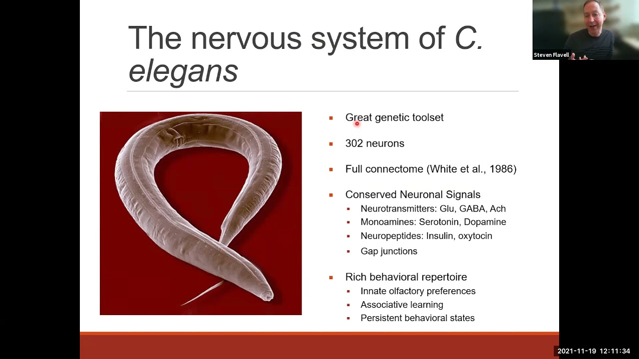 Serotonergic Circuits that Control Persistent Behavioral States in C. elegans