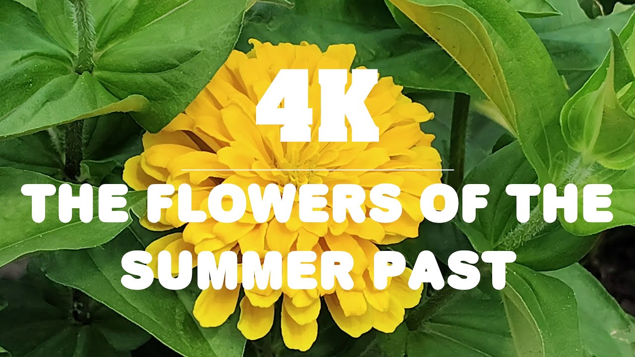4K | The Flowers of the Summer Past