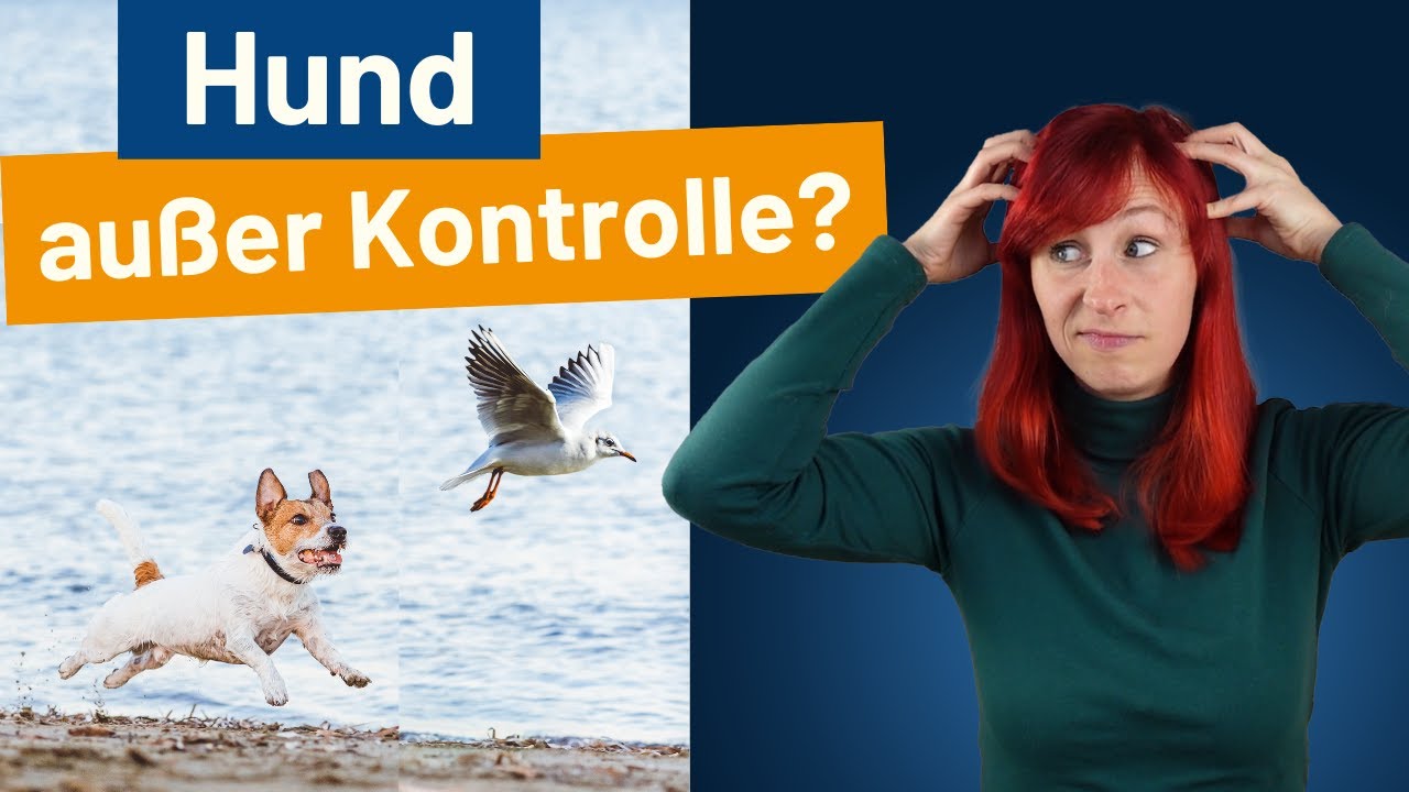 So lernt dein Hund Impulskontrolle! + praktische Übungsanleitung