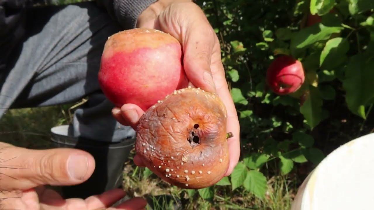 Dlaczego owoce gniją na drzewie?
