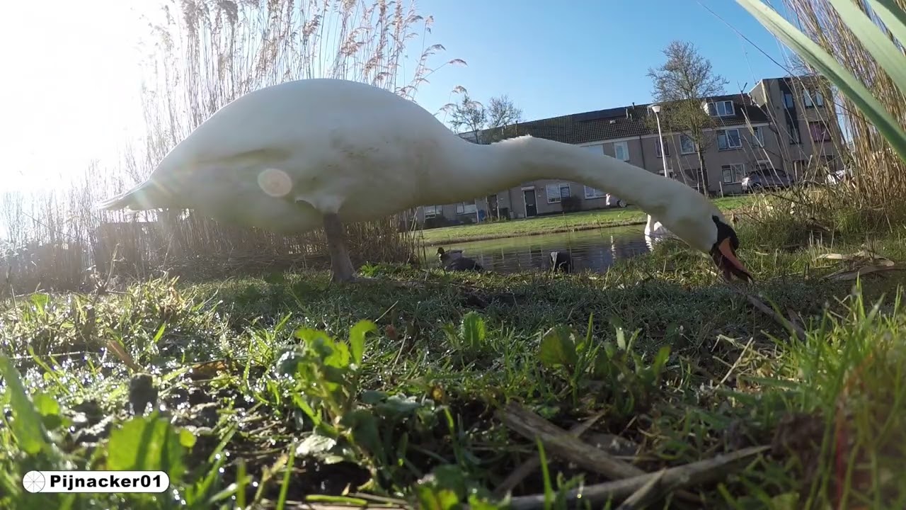 Young Swans Feeding Up Close