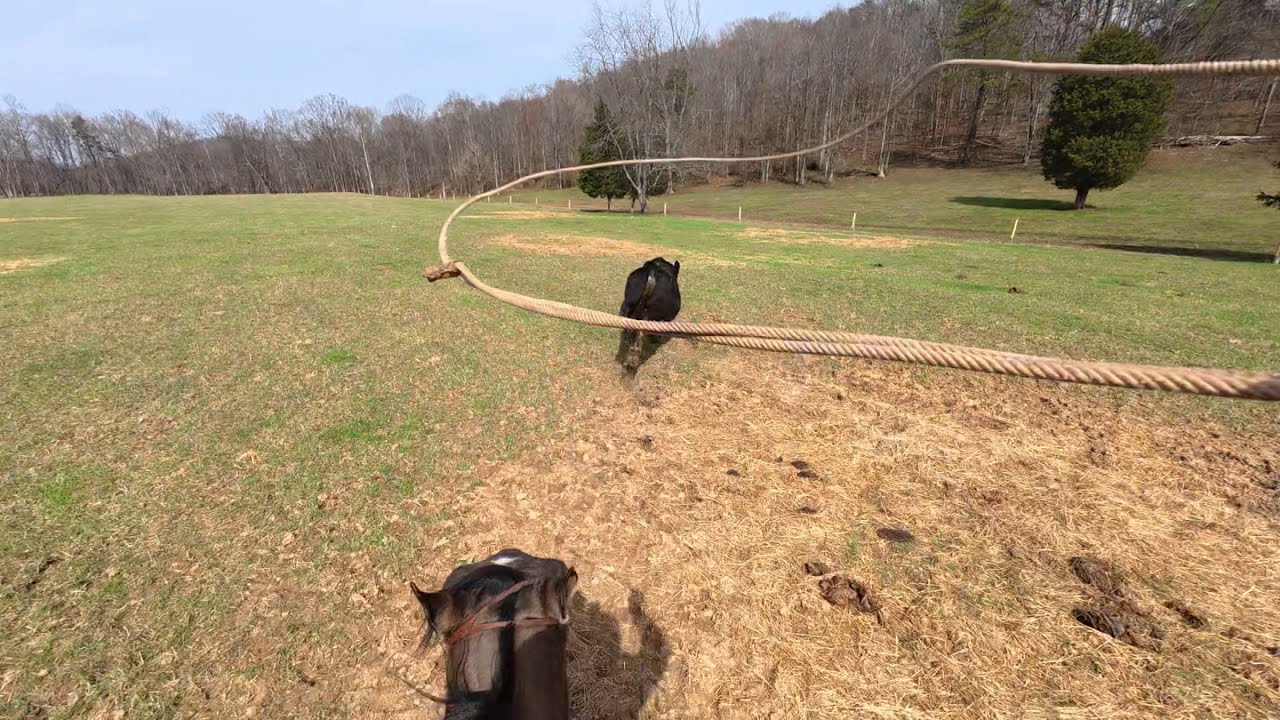 Bull Relocation 🐂📍