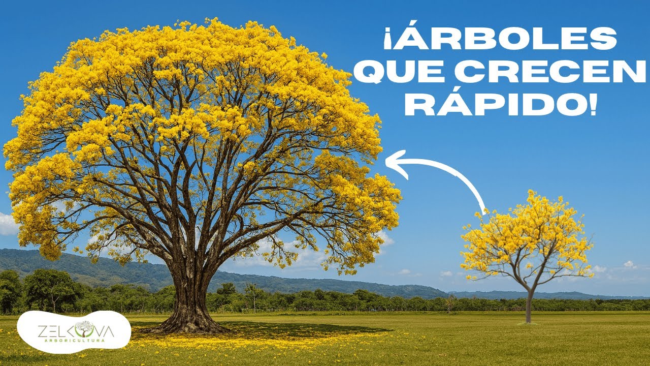 15 ÁRBOLES NATIVOS DE RÁPIDO CRECIMIENTO