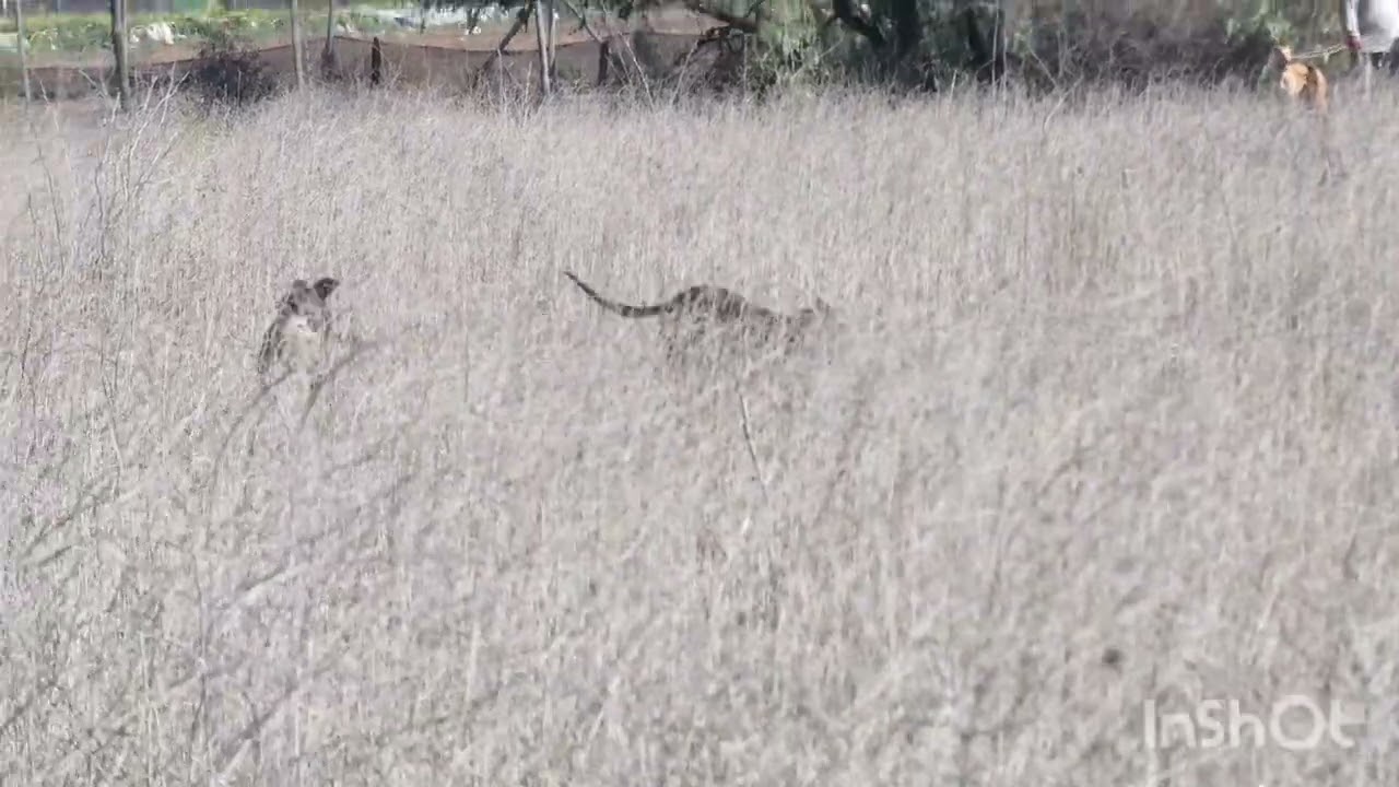 #galgosAero con #galgoscoquimbo un recopilado del baul!