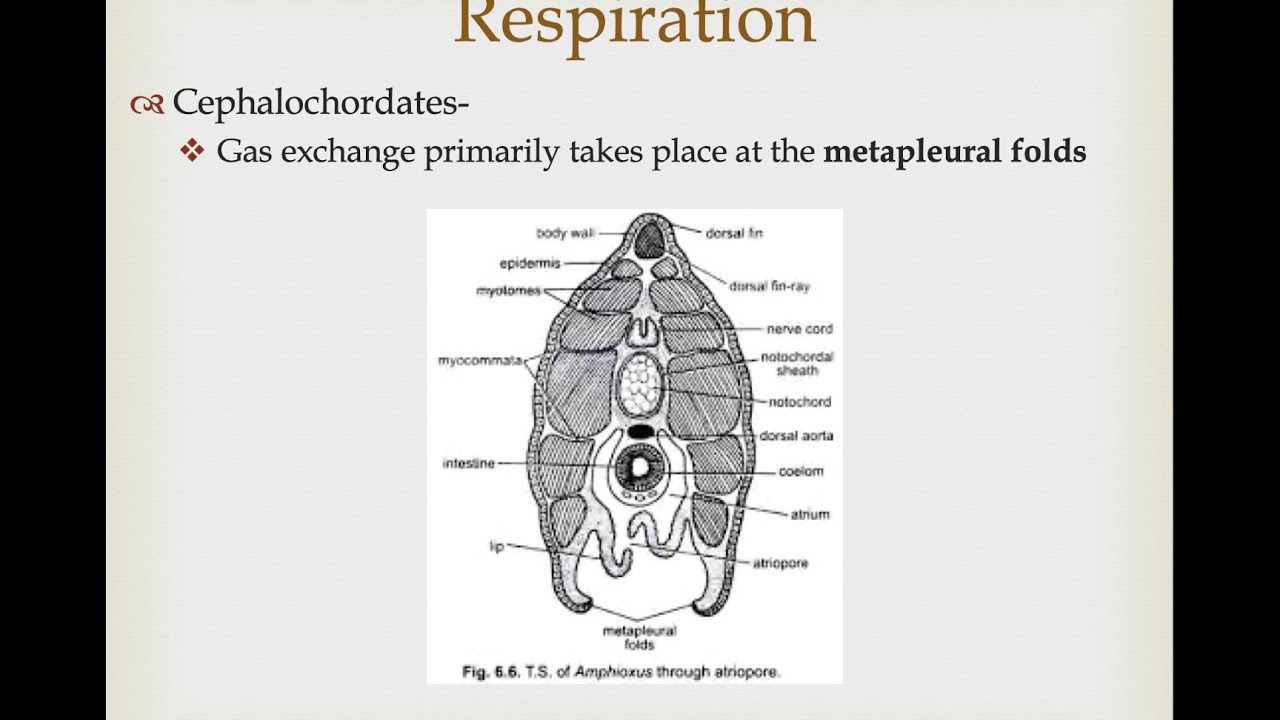 AFF, Urochordata,Cephalochordata